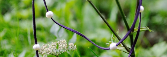 natura new 1700 - 01