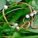 natura new 1700 - 05