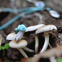 natura new 1700 - 67