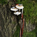 natura new 1700 - 73